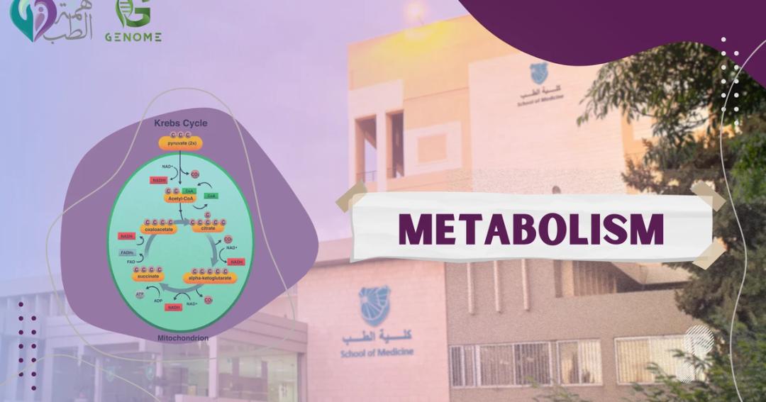 Metabolism thumbnail