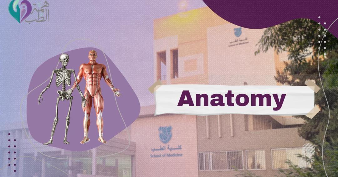 Anatomy thumbnail